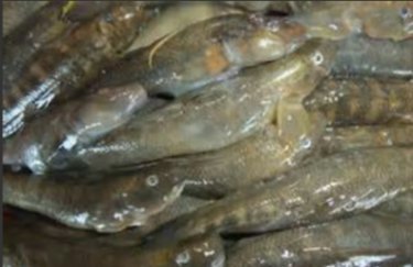 狗魽仔魚1