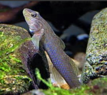 狗魽仔魚