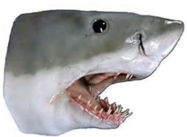 鯊魚頭2