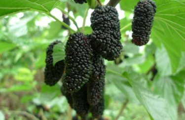 桑樹-03.jpg