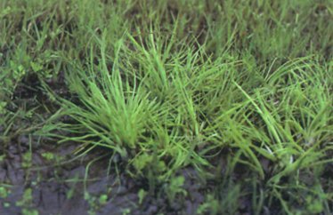 草山春色-05.jpg