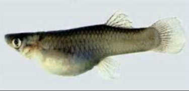 大肚魚1.jpg