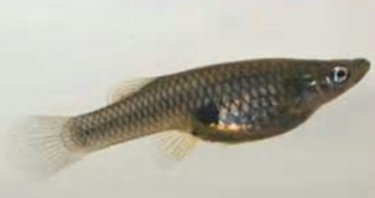 大肚魚2.jpg