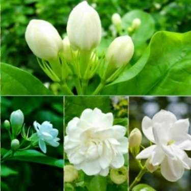 茉莉花1.jpg