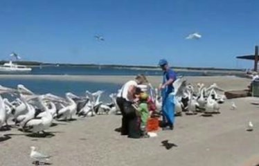 黃金海岸2-大嘴鳥.jpg