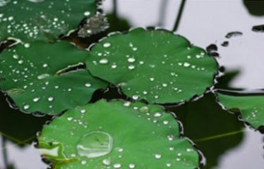 聽雨-004.jpg