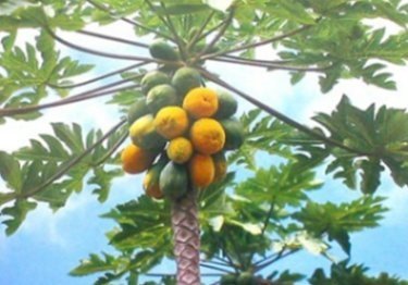 木瓜樹-002.jpg