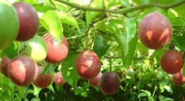 百香果-004.jpg