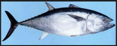 生魚片-002.jpg