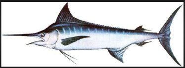 生魚片-003.jpg