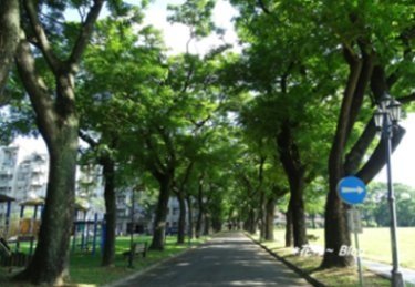 銀合歡-001.jpg