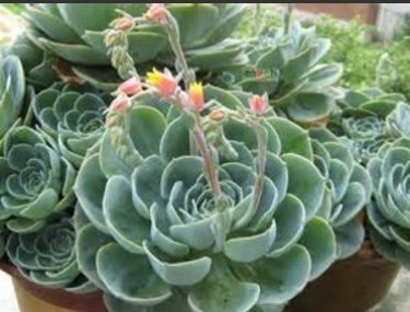 石蓮花1.jpg