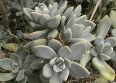 石蓮花2.jpg