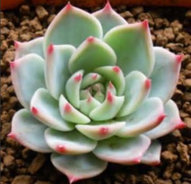 石蓮花4.jpg