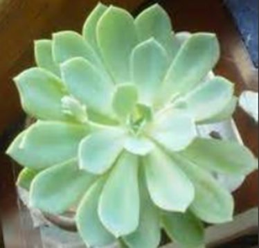 石蓮花5.jpg