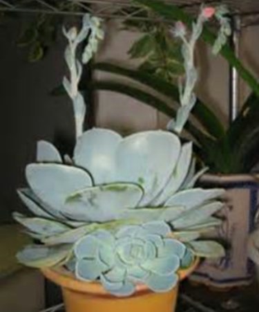 石蓮花6.jpg