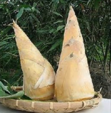 竹筍4-麻竹.jpg