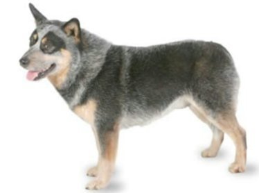 牛犬與牧羊犬-000.jpg