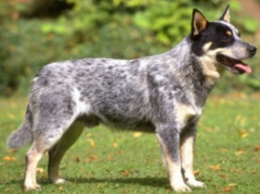 牛犬與牧羊犬-001.jpg