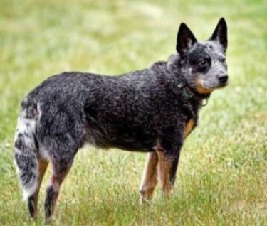 牛犬與牧羊犬-002.jpg