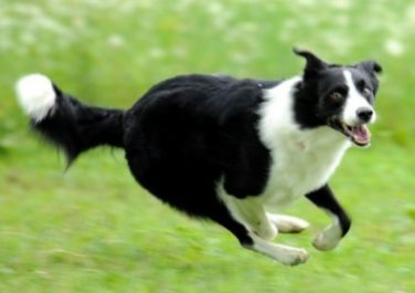 牛犬與牧羊犬-004.jpg
