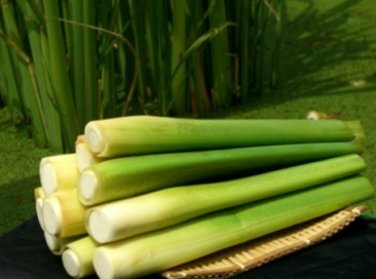 茭白筍-002.jpg