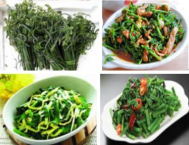 客家料裡隨筆085-野蕨篇.jpg