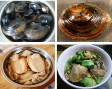 客家料裡隨筆101-田蚌篇.jpg