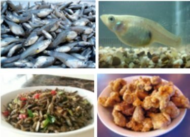客家料理隨筆151-大肚魚.jpg