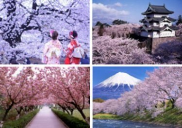 商旅行腳176-日本櫻花.jpg
