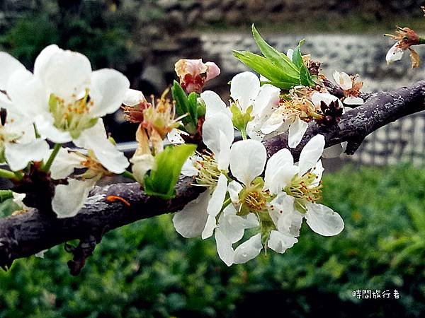 IMG20190303110652_meitu_5_meitu_1.jpg