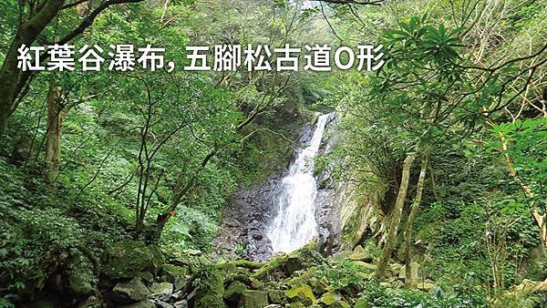 紅葉谷瀑布，五腳松古道O形.jpg