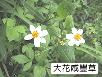 大花咸豐草