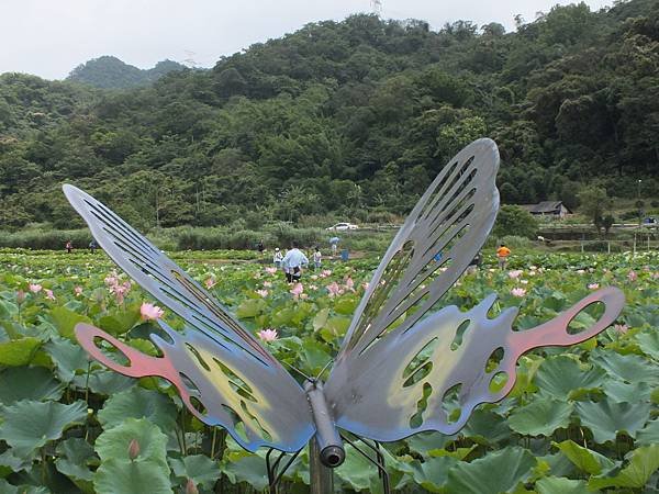 雙溪荷花 (2).JPG