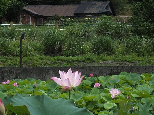 雙溪荷花 (5).JPG