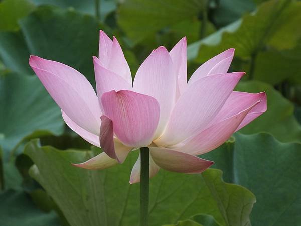 雙溪荷花 (8).JPG