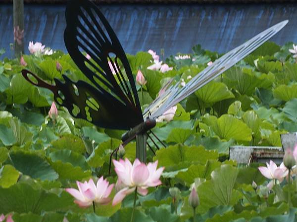 雙溪荷花 (10).JPG
