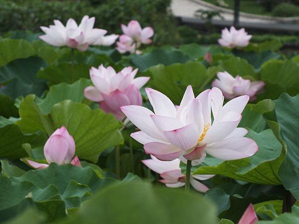 雙溪荷花 (14).JPG