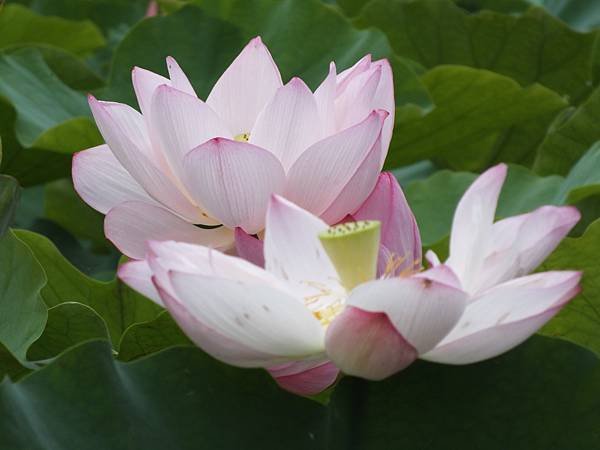 雙溪荷花 (16).JPG