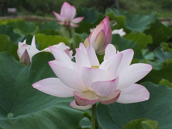 雙溪荷花 (15).JPG