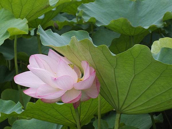 雙溪荷花 (17).JPG