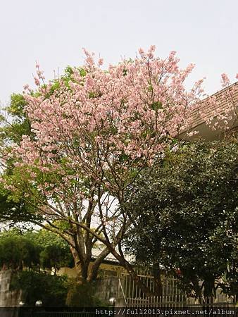 CIMG0729.JPG