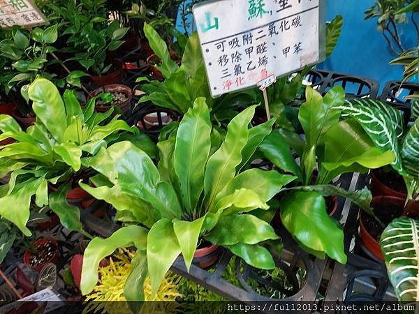 建國花市隨逛