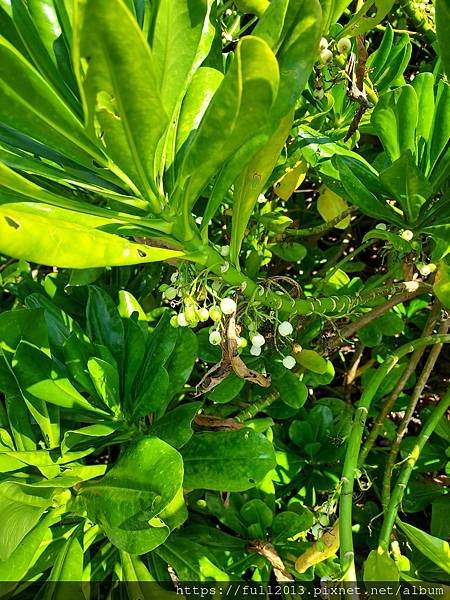 花蓮 七星潭 四八坑道