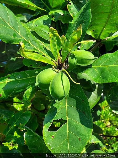 花蓮 七星潭 四八坑道