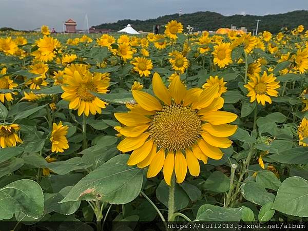 大佳河濱公園向日葵花海