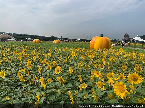 大佳河濱公園向日葵花海