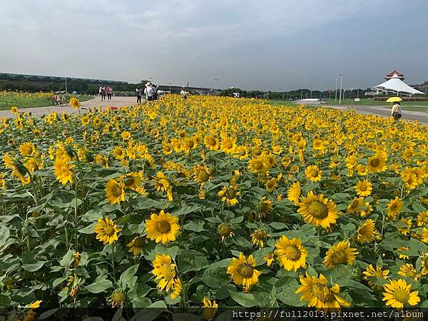 大佳河濱公園向日葵花海