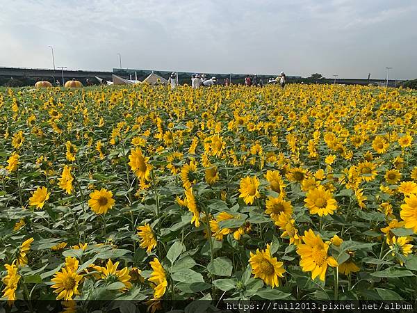 大佳河濱公園向日葵花海