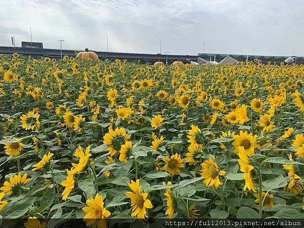 大佳河濱公園向日葵花海